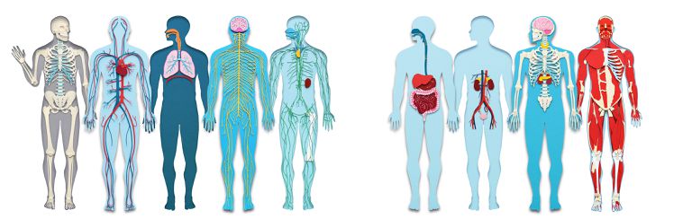 Body System Interactions Biology Quiz Quizizz