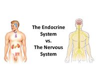 the nervous and endocrine systems - Class 9 - Quizizz