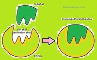 metabolism - Grade 3 - Quizizz