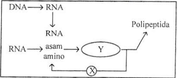 sintesis RNA dan protein - Kelas 9 - Kuis