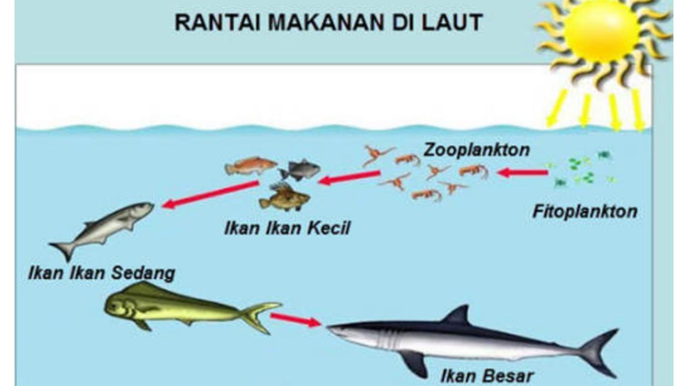 rantai makanan - Kelas 8 - Kuis