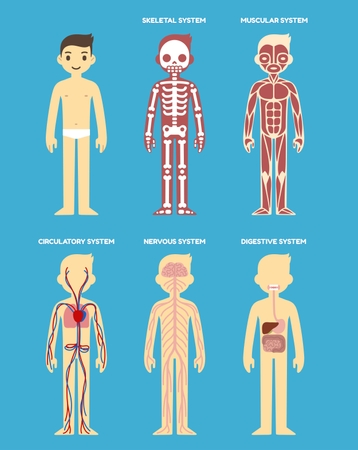 the circulatory and respiratory systems - Grade 2 - Quizizz