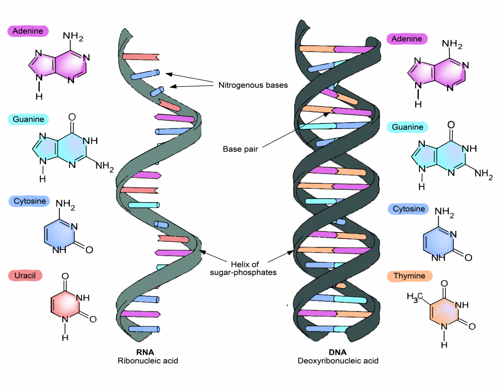 rna and protein synthesis - Year 10 - Quizizz