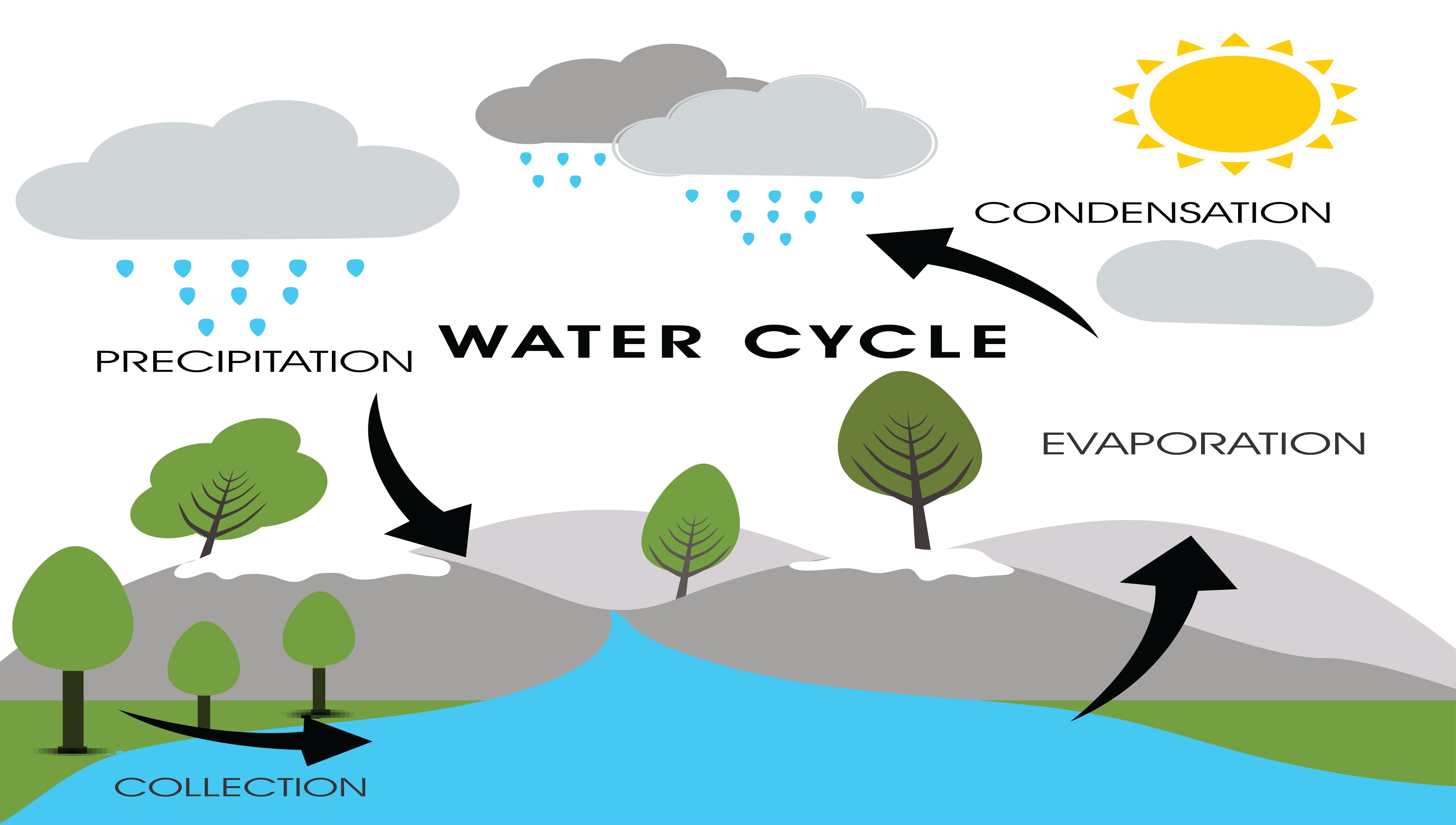 Water, Carbon & Nitrogen Cycles Quiz - Quizizz