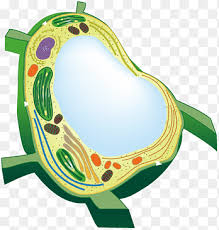 plant and animal cell - Year 8 - Quizizz