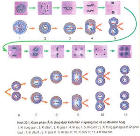 đại phân tử - Lớp 9 - Quizizz