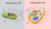 structure of a cell - Grade 9 - Quizizz