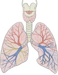 Respiratory System | Quizizz