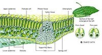 diagram sel tumbuhan - Kelas 9 - Kuis