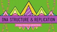 struktur dan replikasi DNA - Kelas 12 - Kuis