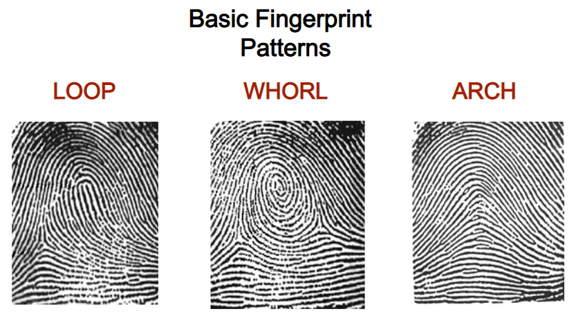 Fingerprint Classification | Science - Quizizz