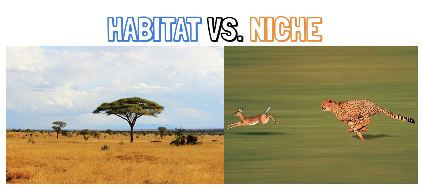habitat-vs-niche-ecology-quizizz