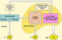 cellular respiration - Year 6 - Quizizz