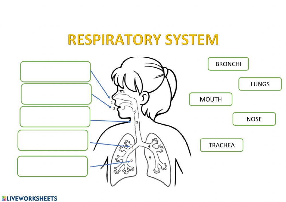 the circulatory and respiratory systems - Class 3 - Quizizz