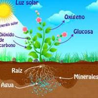 fotosintesis Kartu Flash - Quizizz