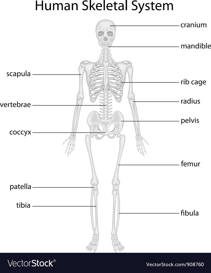 Skeletal Structure Human Anatomy Quiz Quizizz