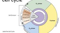 the cell cycle and mitosis - Grade 11 - Quizizz