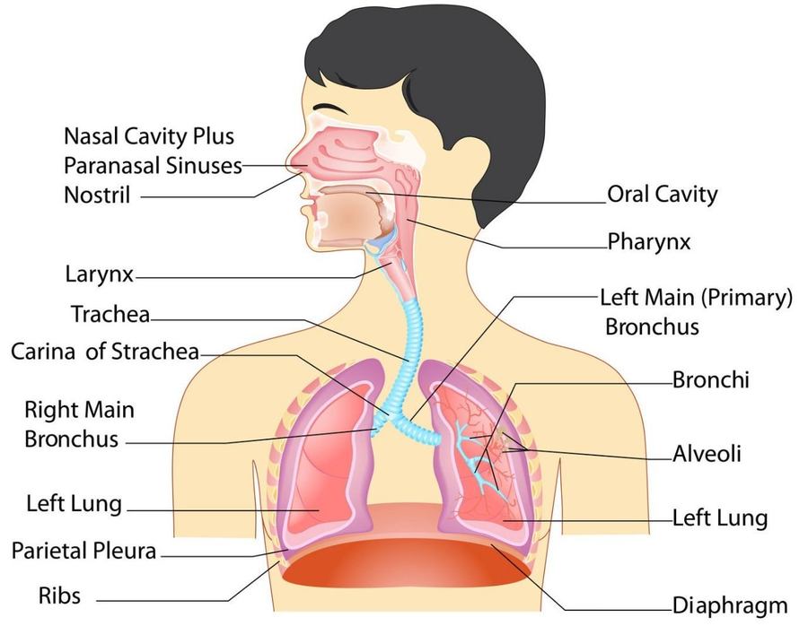Dinding yang paling tipis pada sistem respirasi adalah alveolus yang berperan dalam
