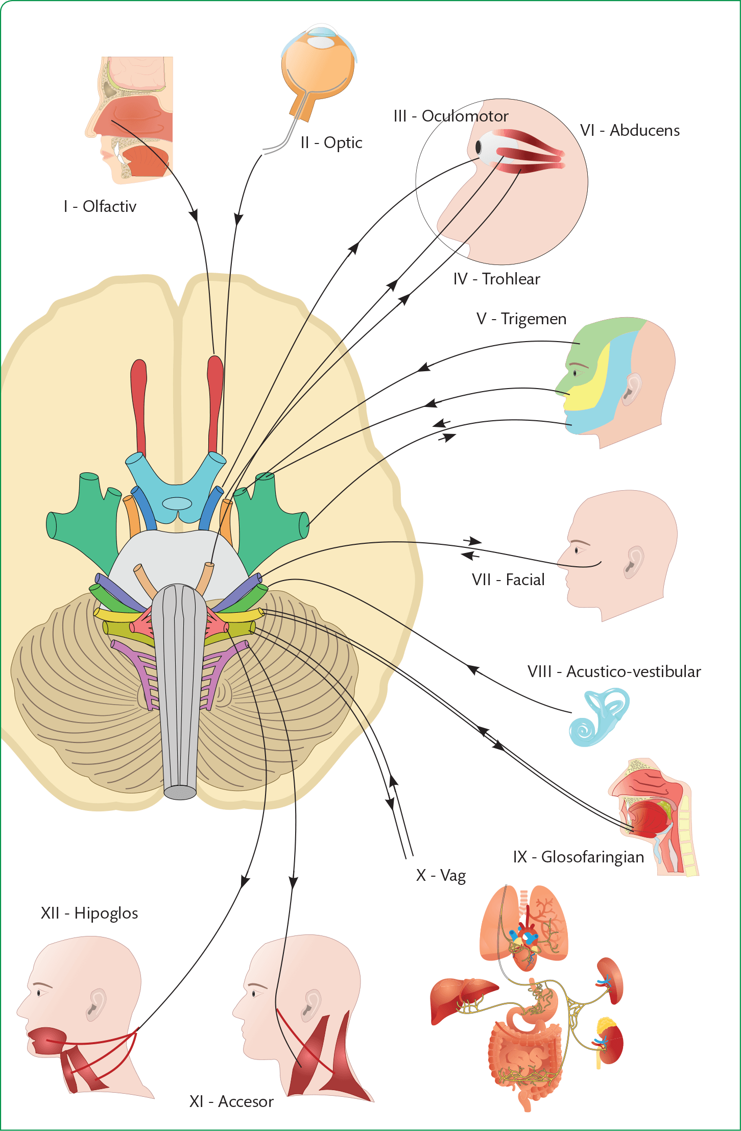 Nervii cranieni