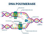 dna structure and replication - Year 8 - Quizizz