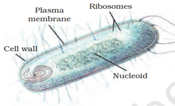 prokaryotes and eukaryotes - Year 12 - Quizizz