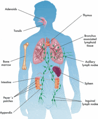 the immune system - Class 3 - Quizizz