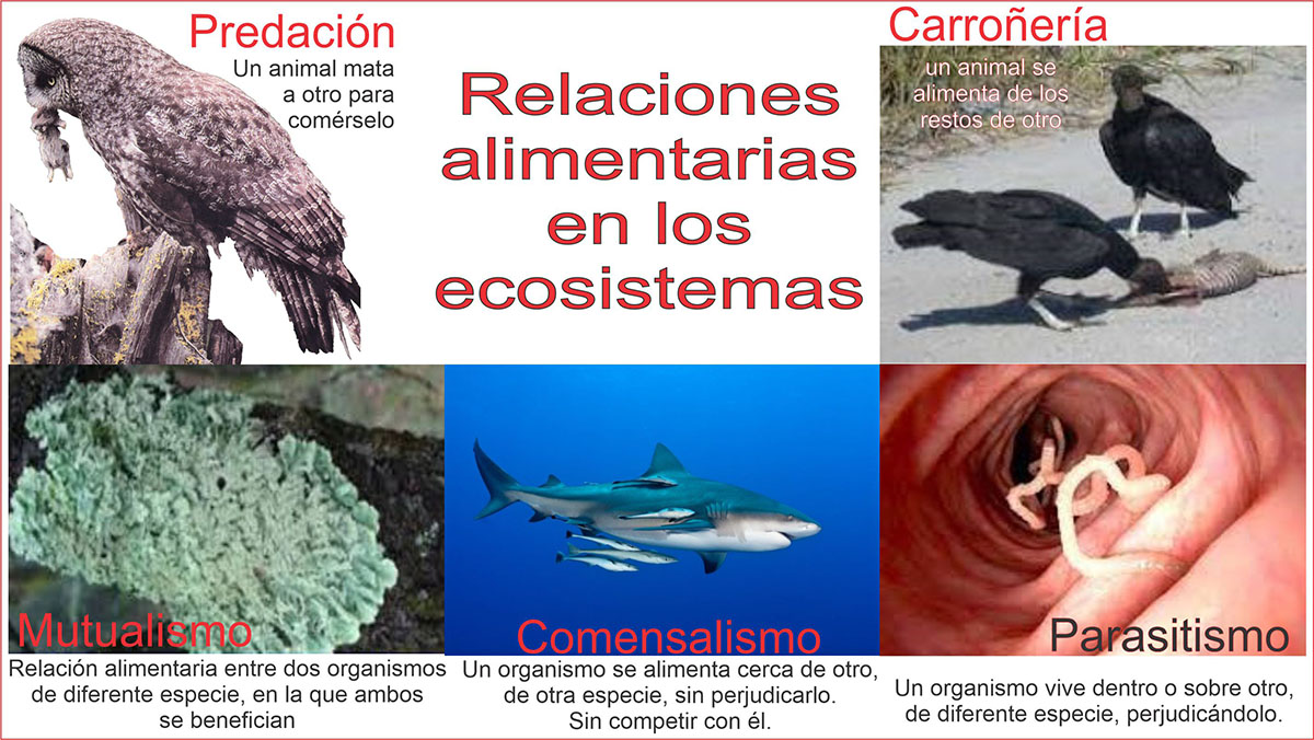 RELACIONES EN LOS ECOSISTEMAS | Quizizz