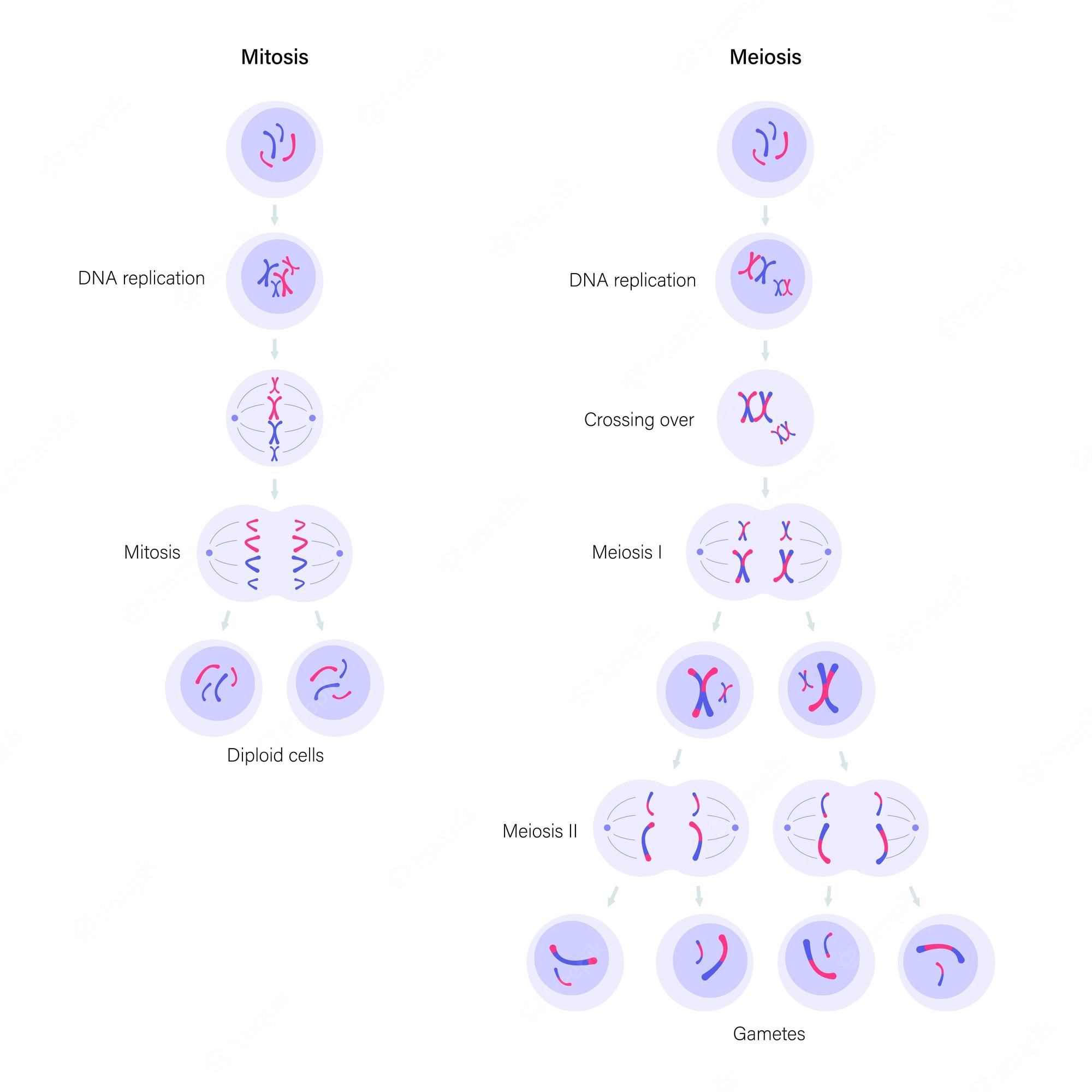 meiosis Flashcards - Quizizz