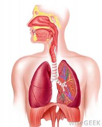 The Lungs And Breathing 297 Plays Quizizz