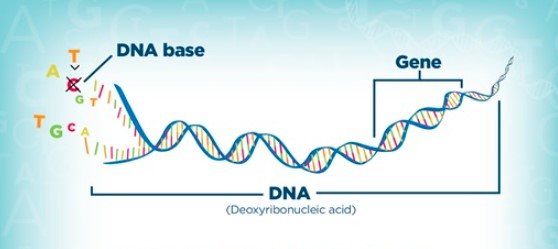 biến thể di truyền - Lớp 12 - Quizizz