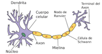 los sistemas nervioso y endocrino Tarjetas didácticas - Quizizz