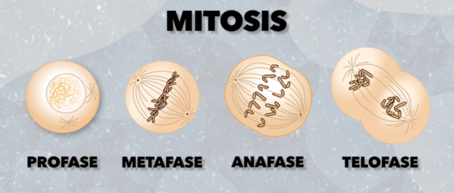 mitosis - Grado 1 - Quizizz