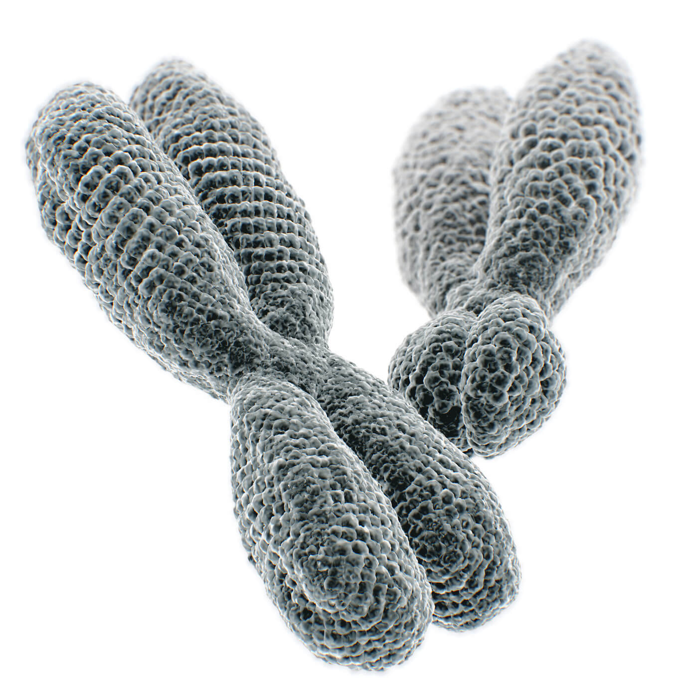 estructura cromosómica y números - Grado 9 - Quizizz