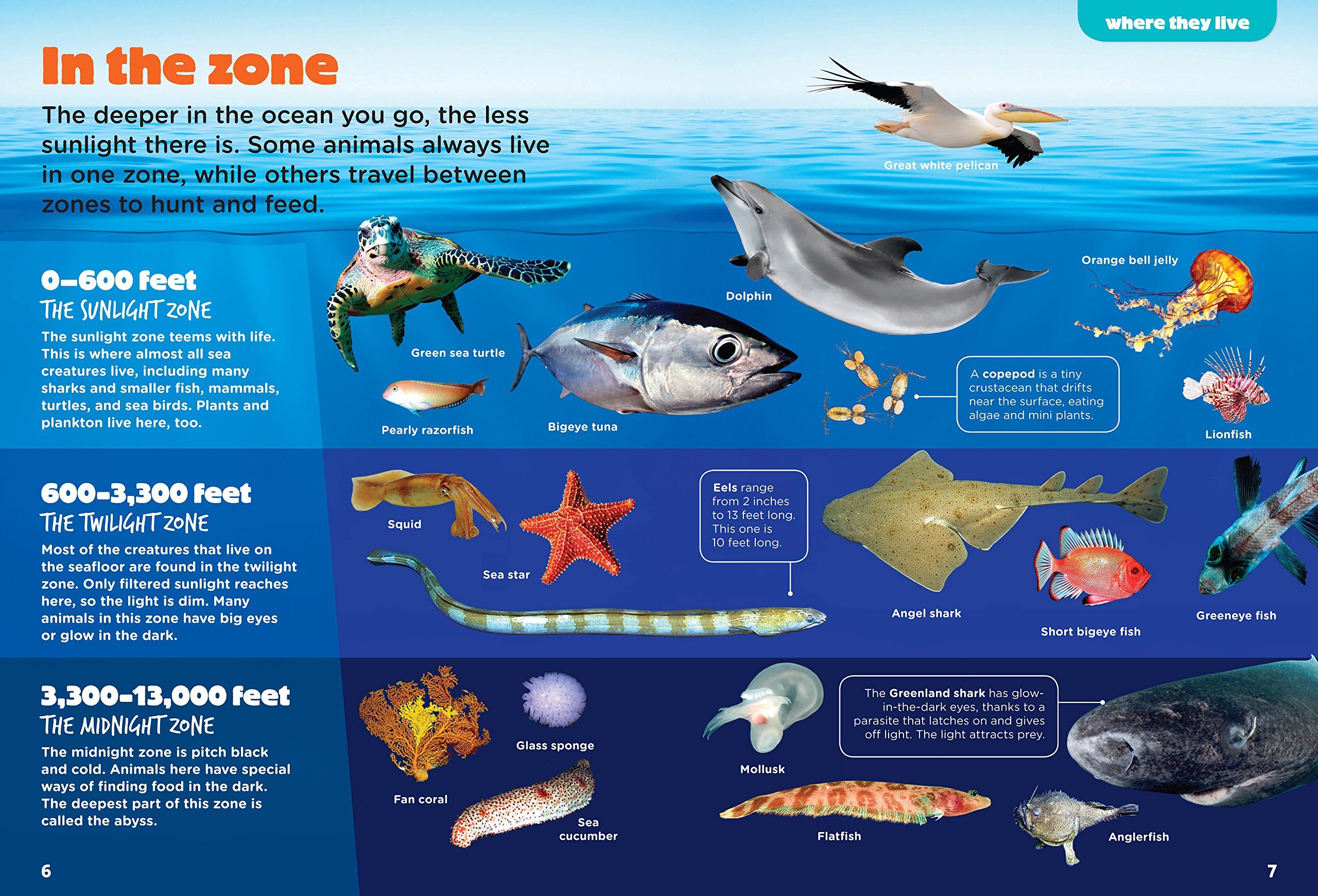 Ocean Zones & Marine Animal Adaptation | Science - Quizizz