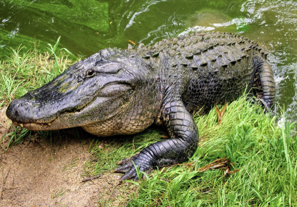 The alligator senses | English - Quizizz