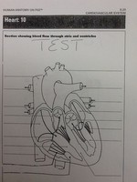 Drawing Hearts - Grade 11 - Quizizz