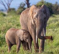 biodiversidad y conservación - Grado 4 - Quizizz