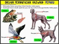 SAINS TAHUN 4: ORGAN PERNAFASAN HAIWAN (KAS)