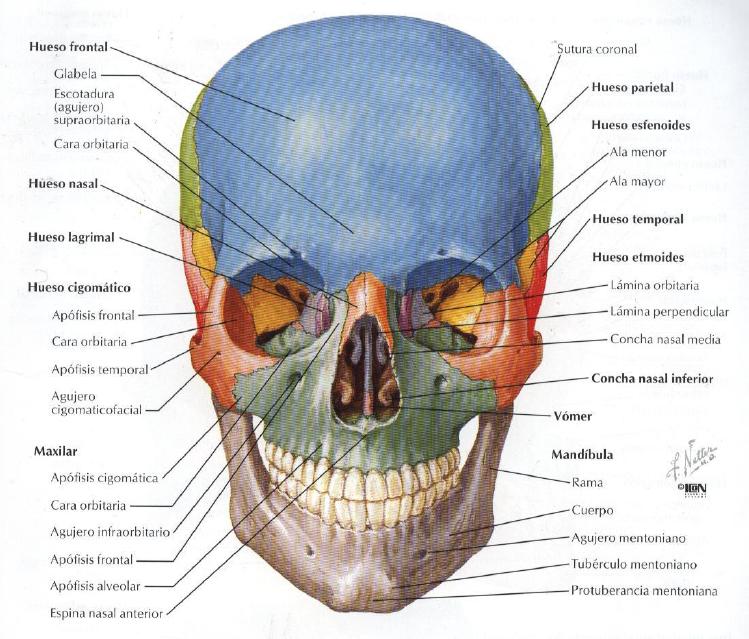 glosario-de-anatom-a-biology-quiz-quizizz