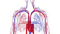 the circulatory and respiratory systems - Class 3 - Quizizz