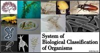 phylogeny - Class 11 - Quizizz