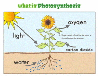 Photosynthesis