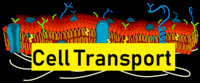 plant cell diagram Flashcards - Quizizz