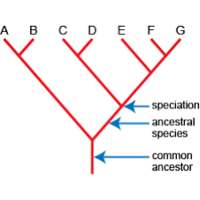 Evolutionary Trees | Genetics Quiz - Quizizz