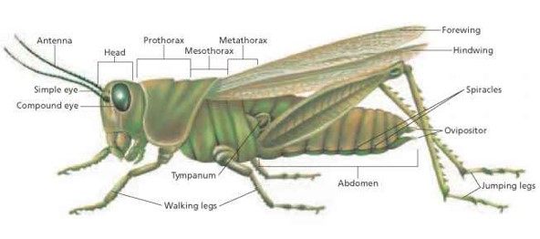 Gas Exchange in Insects | 193 plays | Quizizz