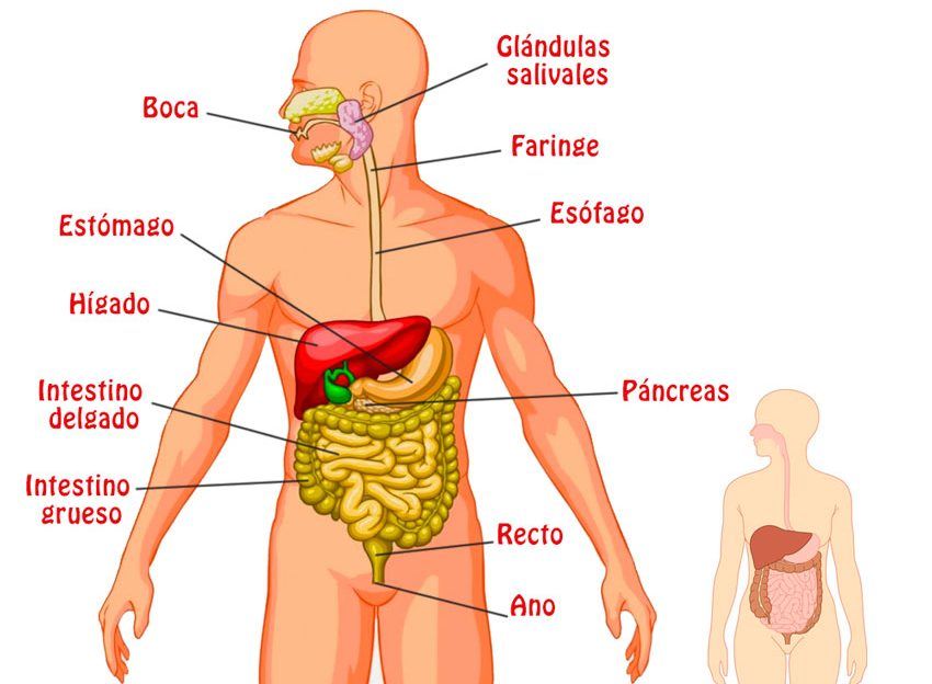 El sistema digestivo y sus partes | Science - Quizizz