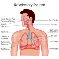 the circulatory and respiratory systems - Grade 12 - Quizizz