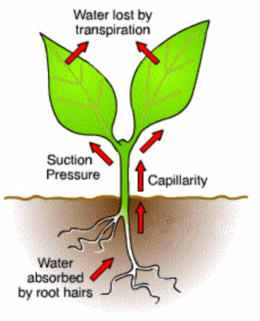 Transport System in Plant