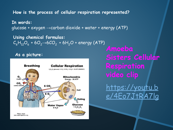 Cell Processes | Science - Quizizz