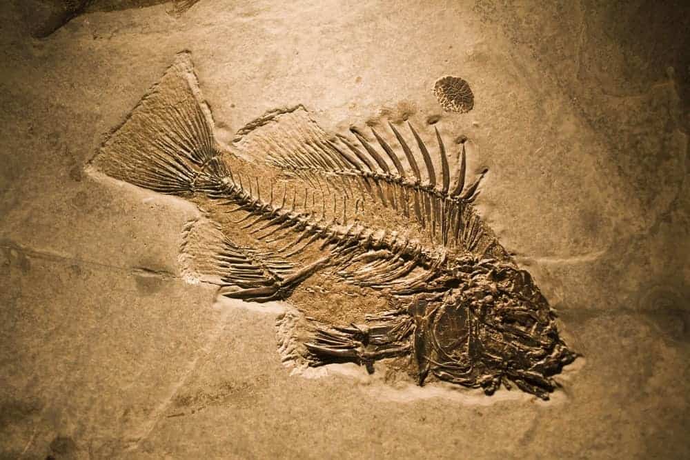 FOSSILS and the FOSSIL RECORD | Science - Quizizz